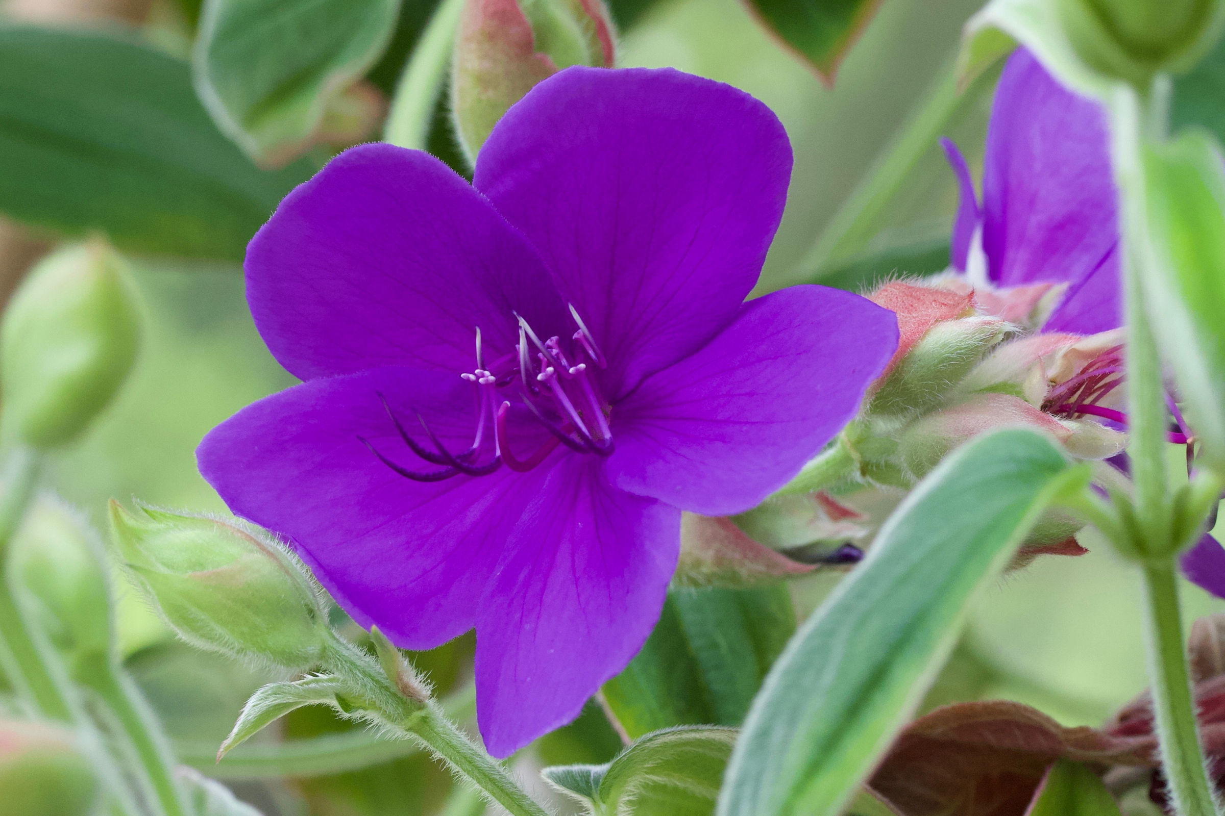 Afficher le média tibouchina_urvilleana7md tibouchina_urvilleana7md