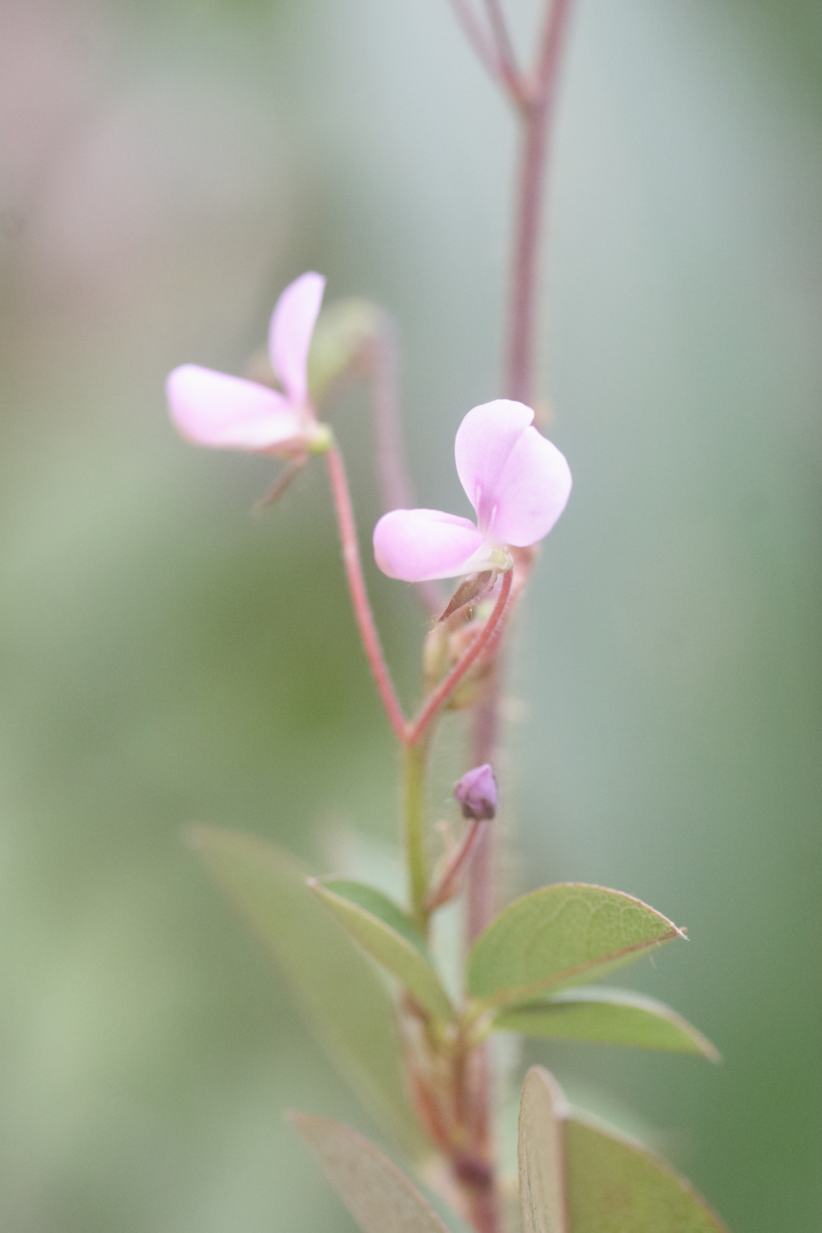 Afficher le média desmodium_axillare3md desmodium_axillare3md