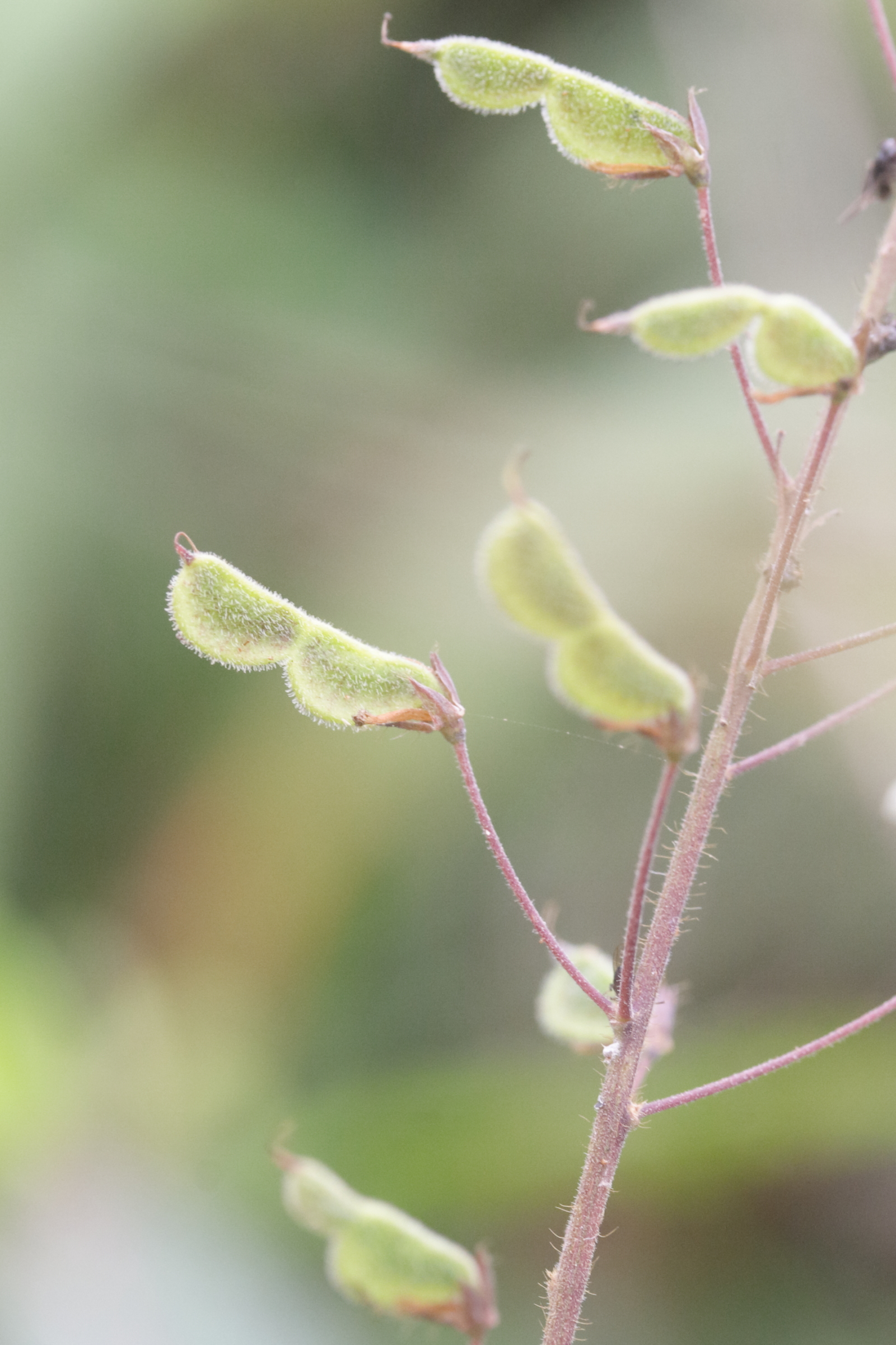 Afficher le média desmodium_axillare4md desmodium_axillare4md