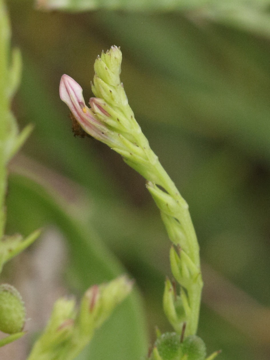 Afficher le média spigelia_anthelmia4md spigelia_anthelmia4md