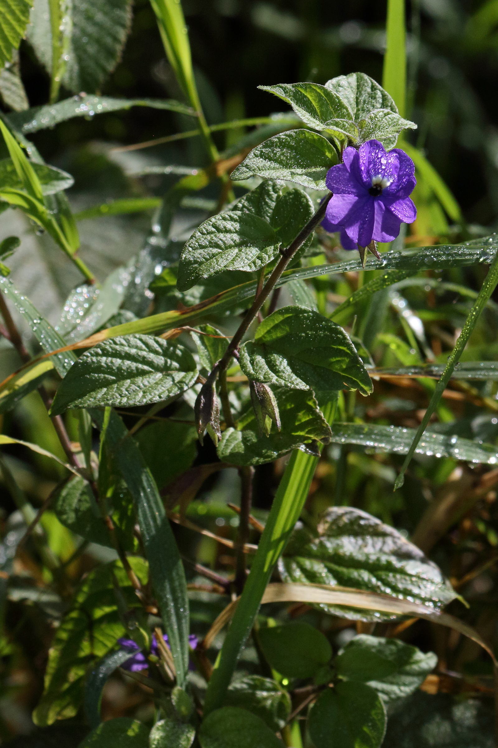 browallia_americana6bd