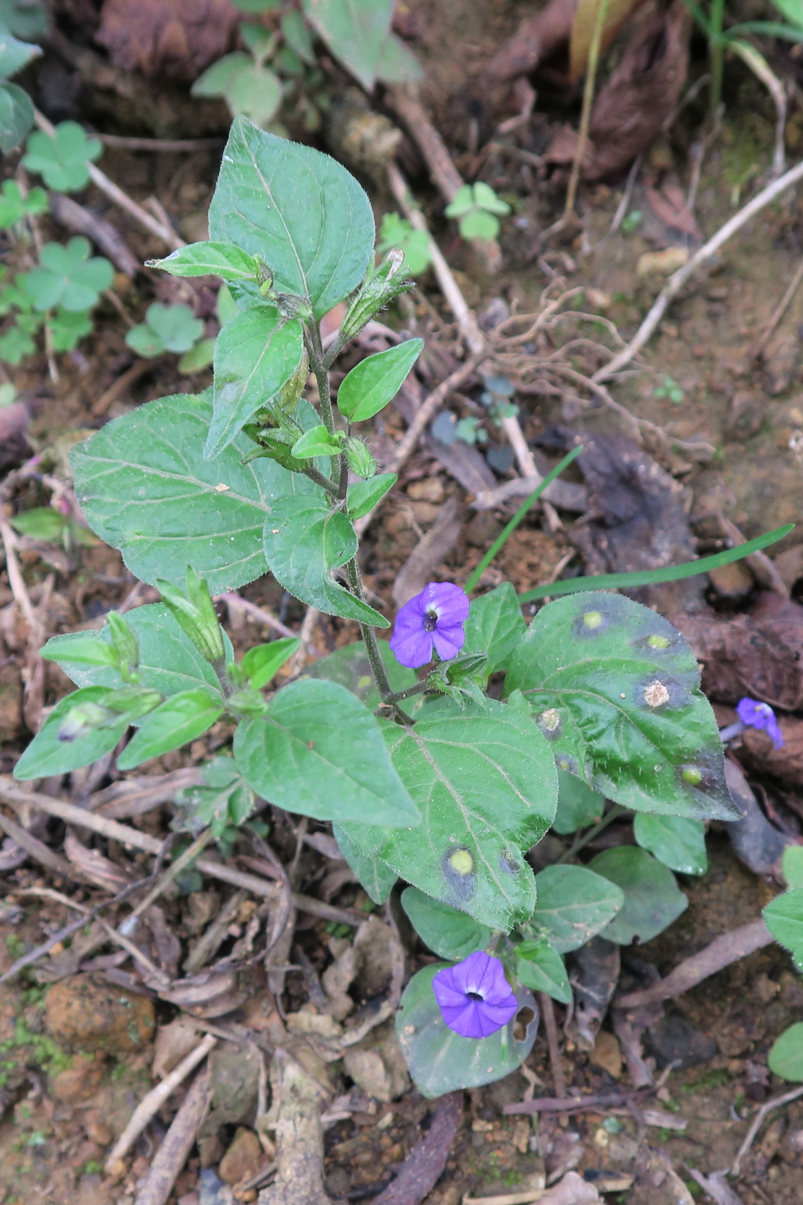 browallia_americana7bd