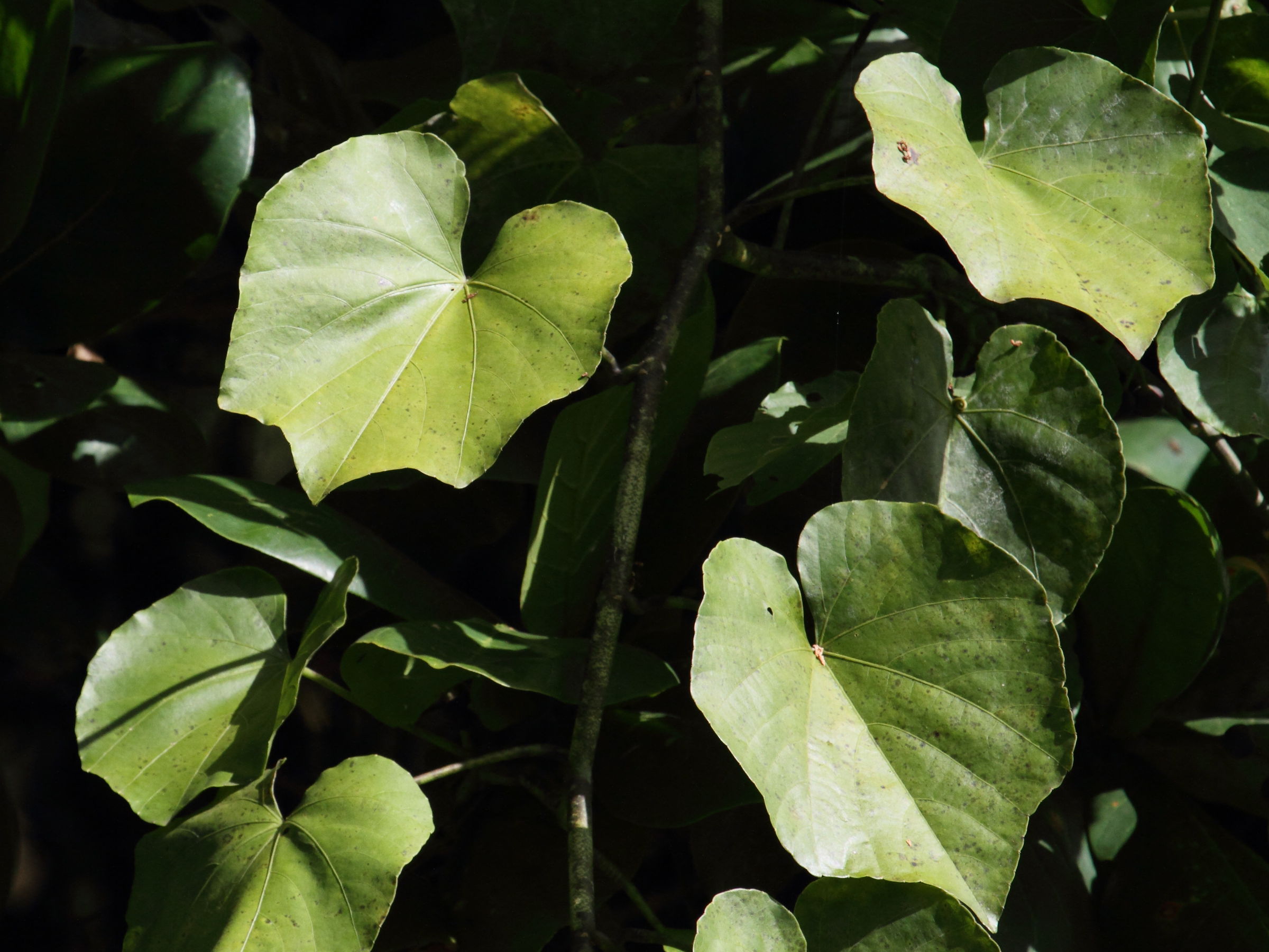 Afficher le média jatropha_curcas12bd jatropha_curcas12bd
