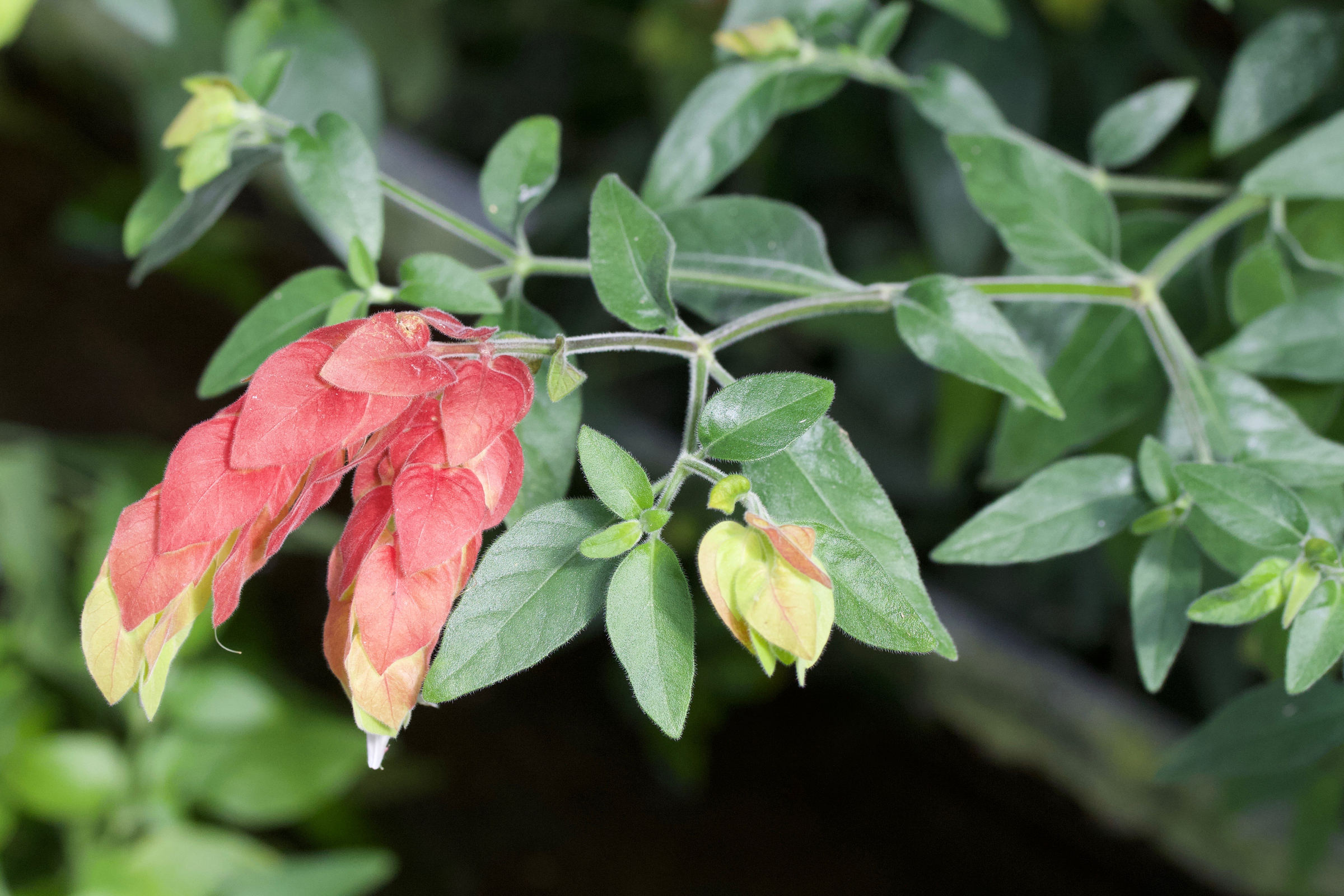 justicia_brandegeeana1md