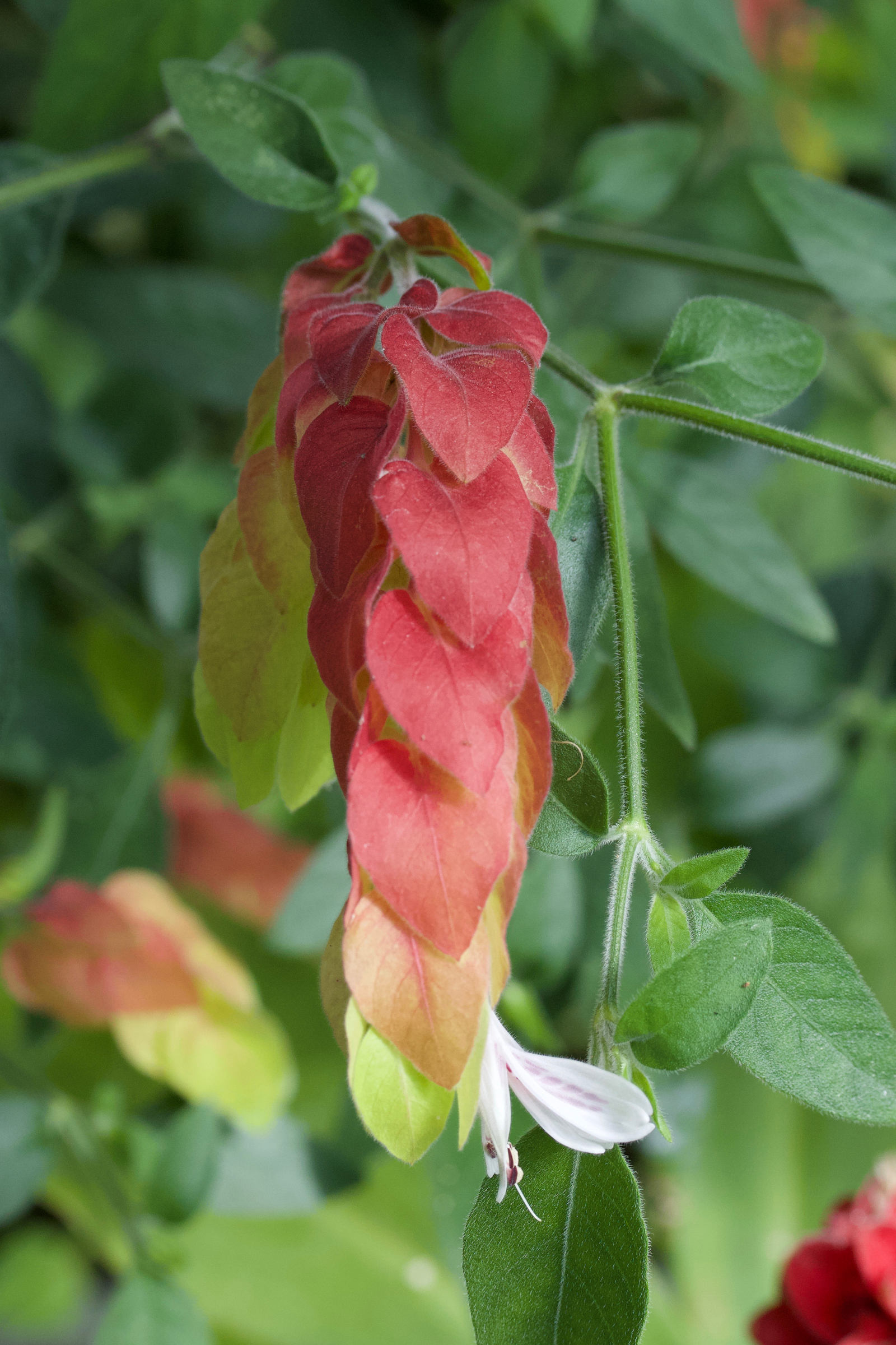 justicia_brandegeeana2md