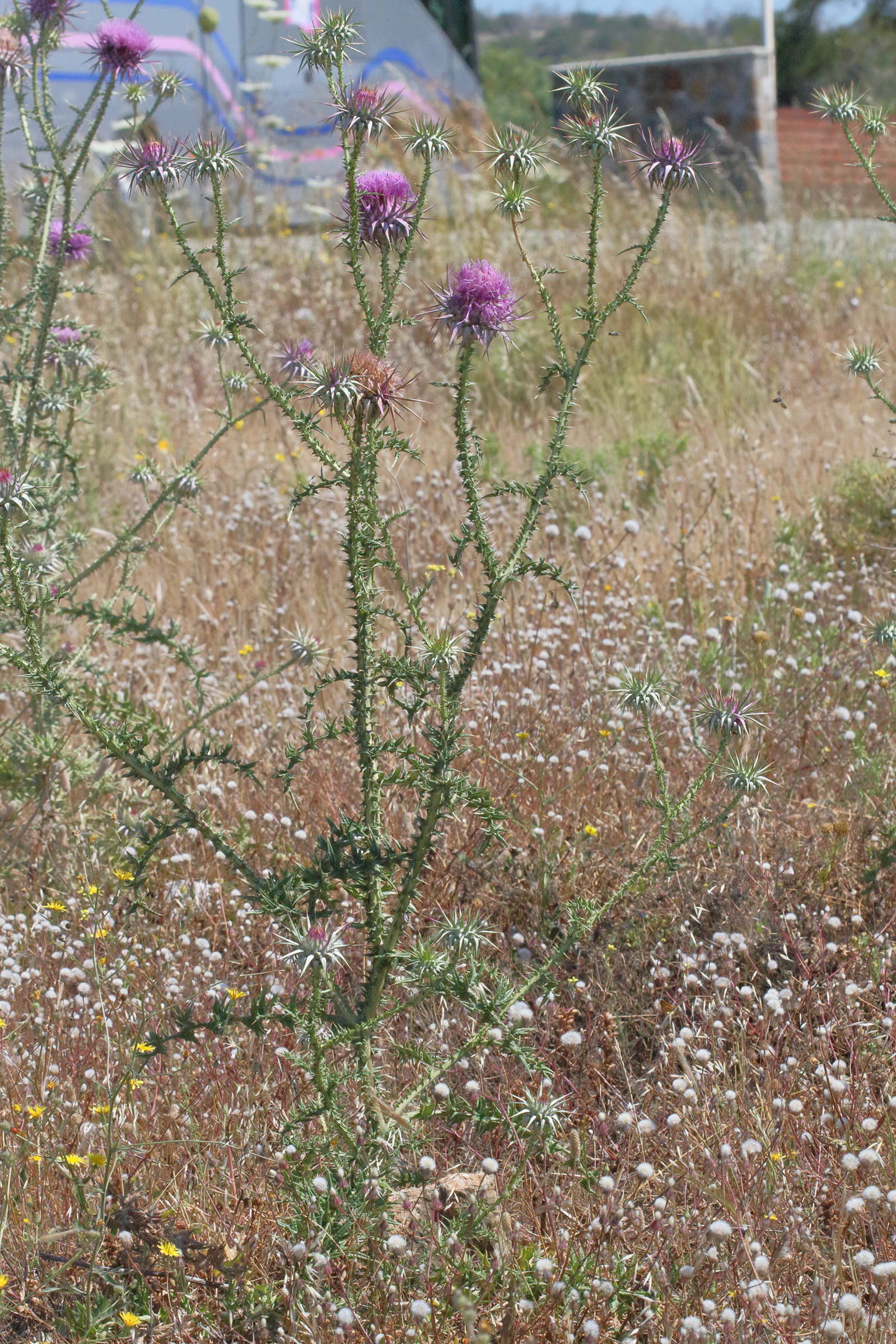 onopordum_boissierianum1bd