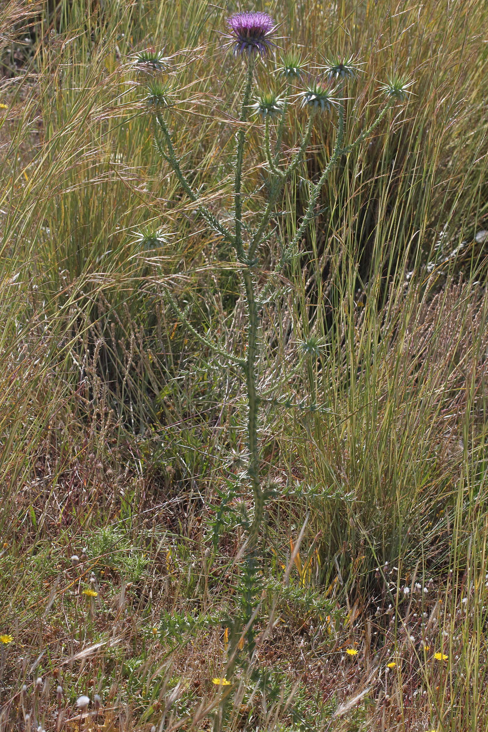 onopordum_boissierianum2bd