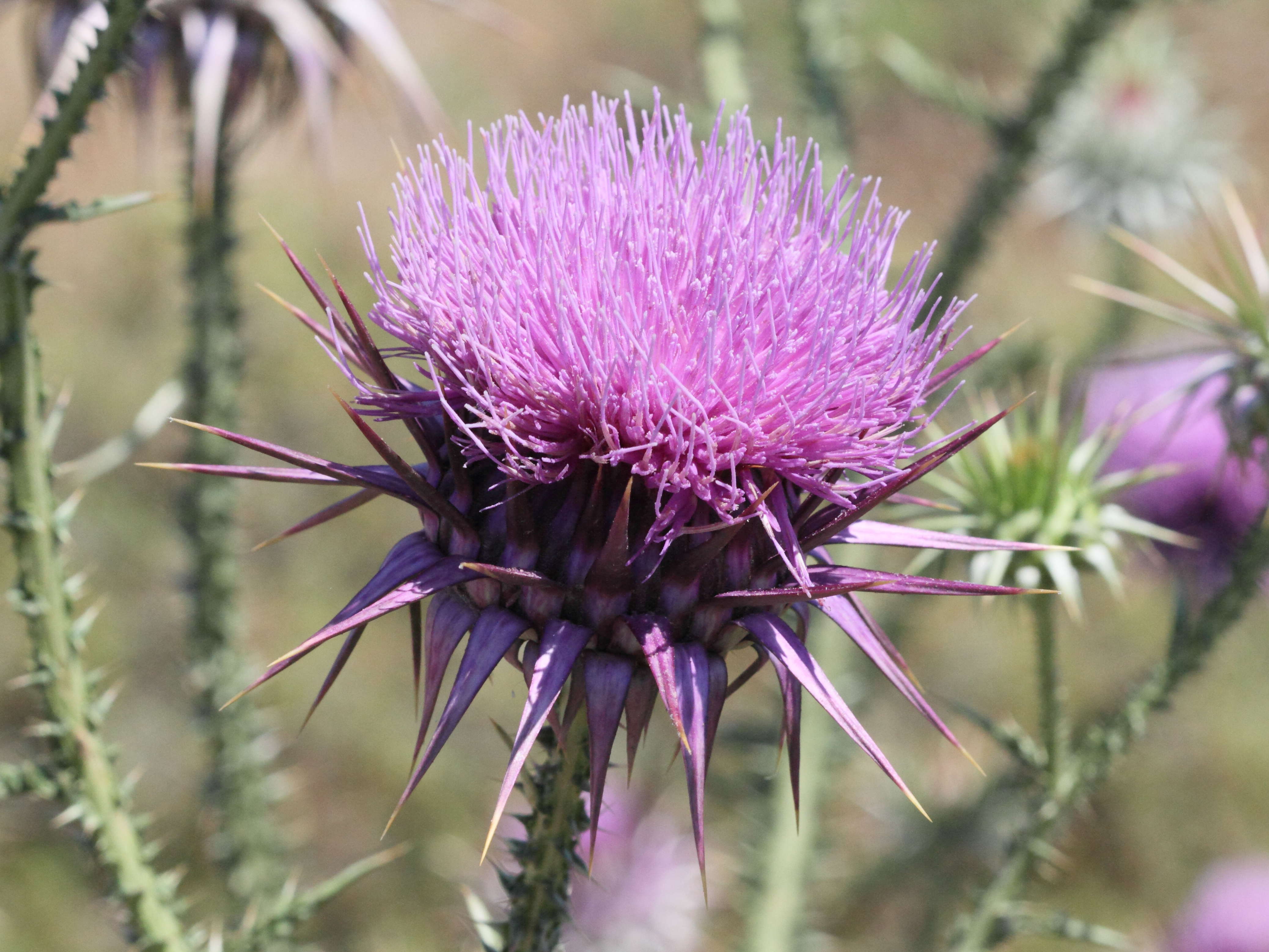 onopordum_boissierianum3bd