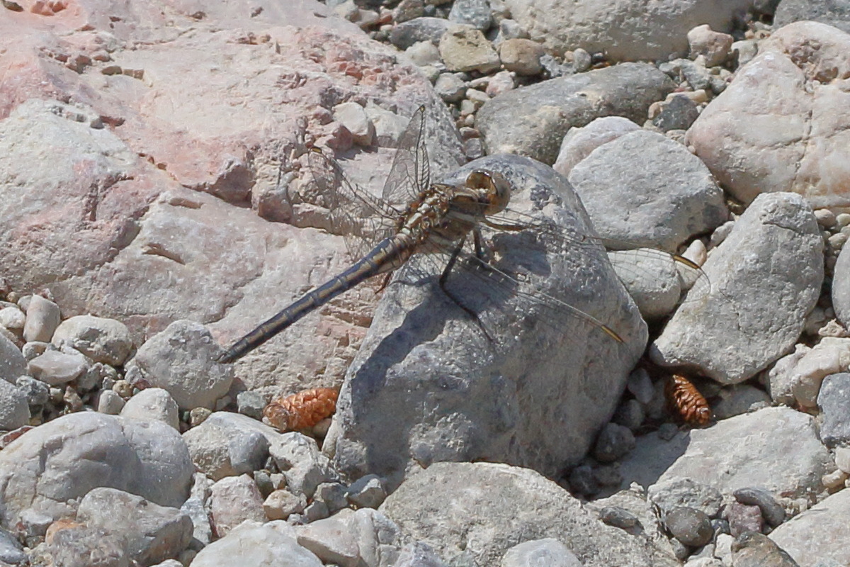 orthetrum_taeniolatum1bd