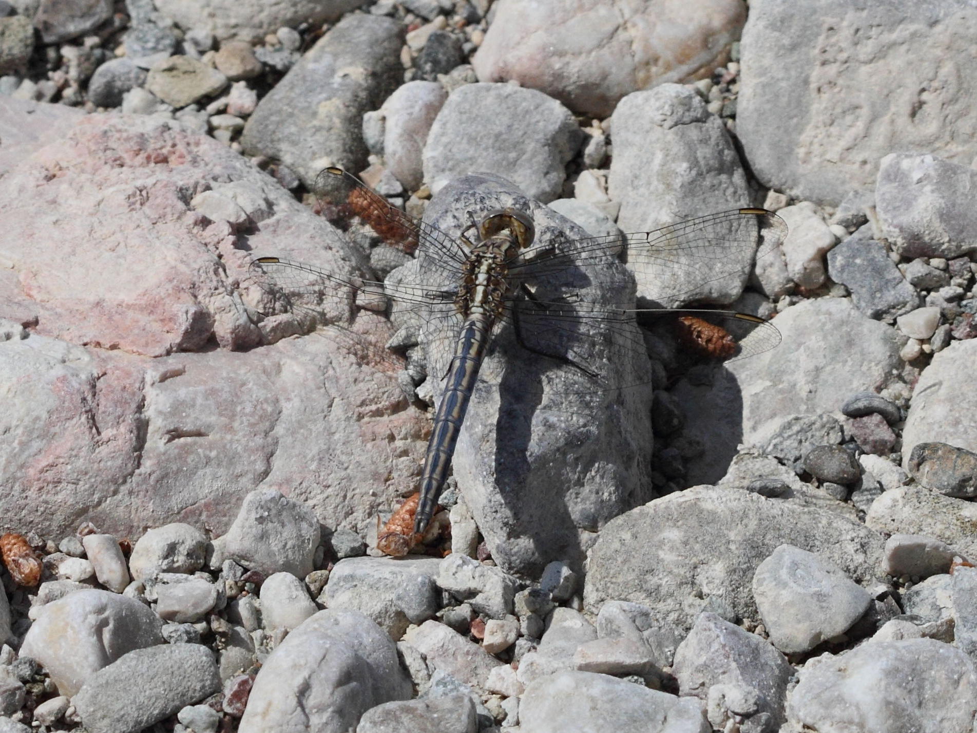 orthetrum_taeniolatum2bd