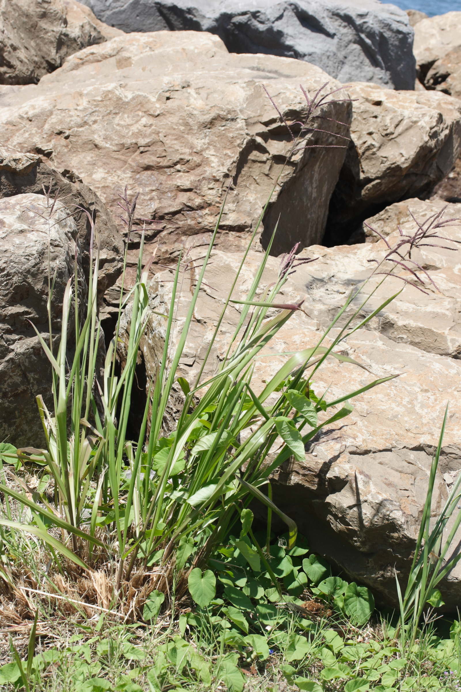 paspalum_dilatatum1md