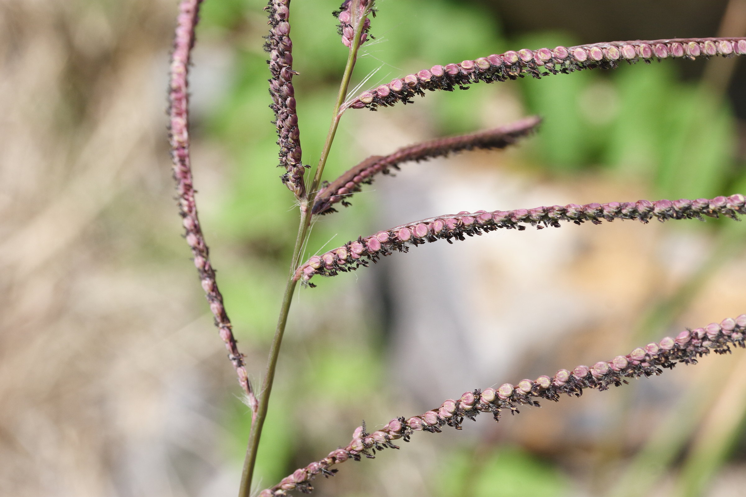 paspalum_dilatatum2md