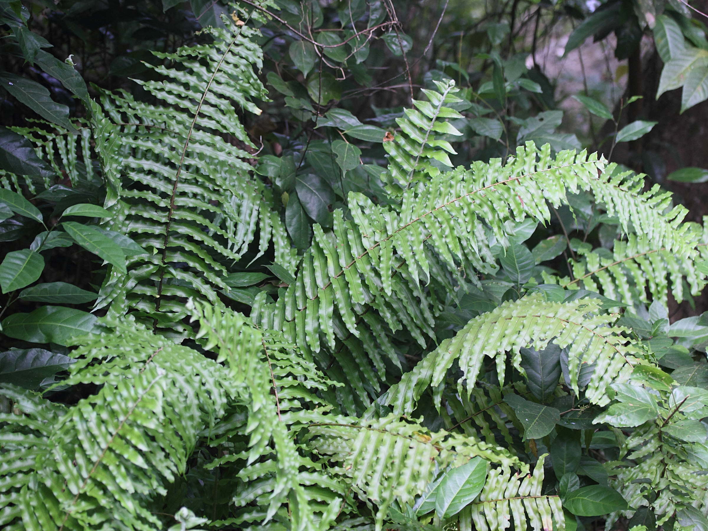 nephrolepis_exaltata1md