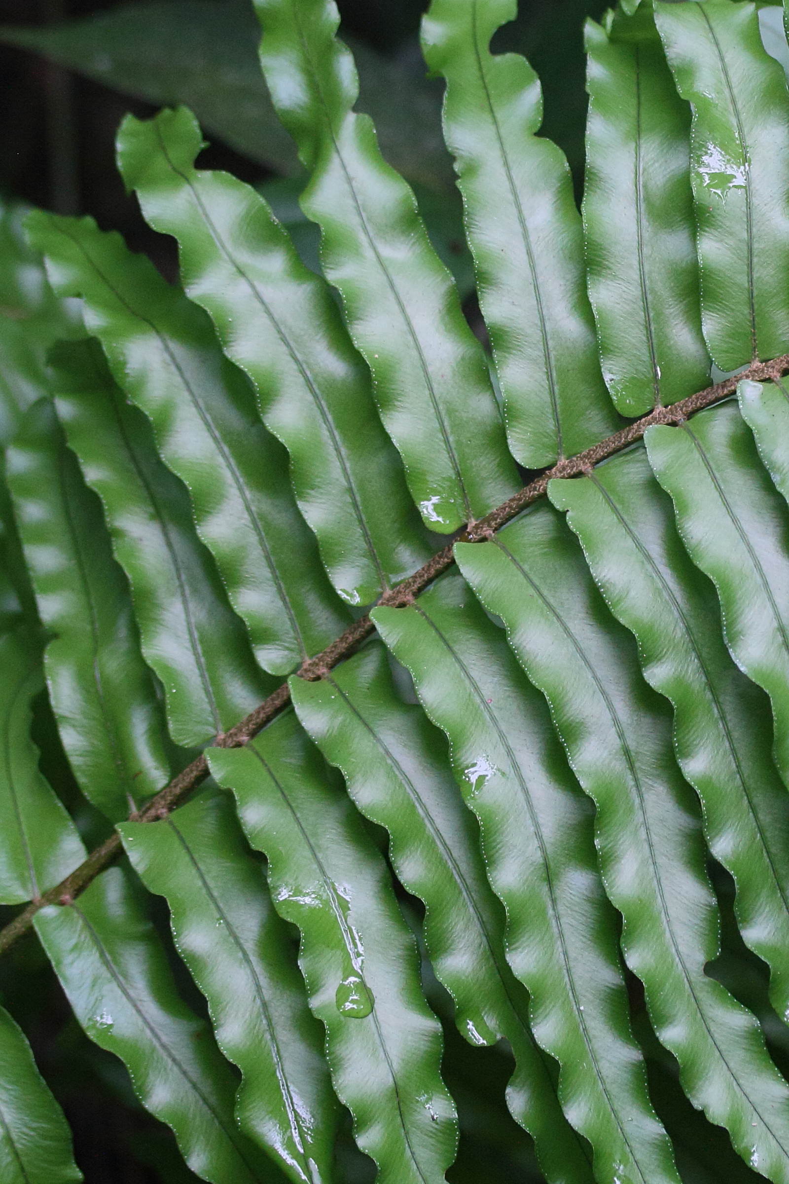 nephrolepis_exaltata2md