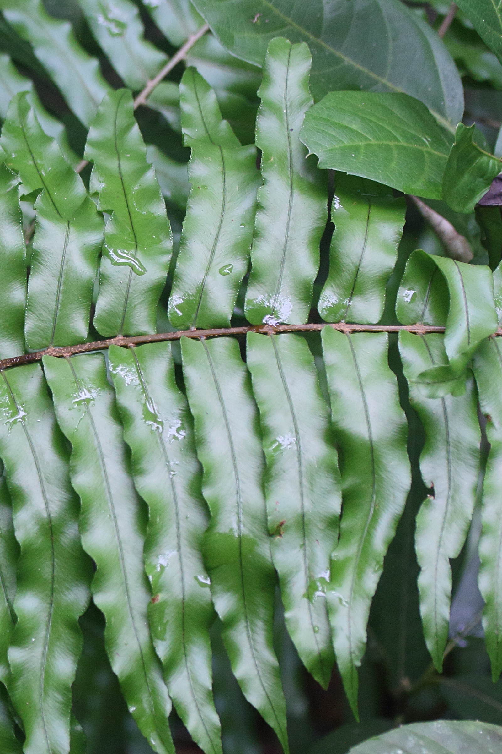 nephrolepis_exaltata3md