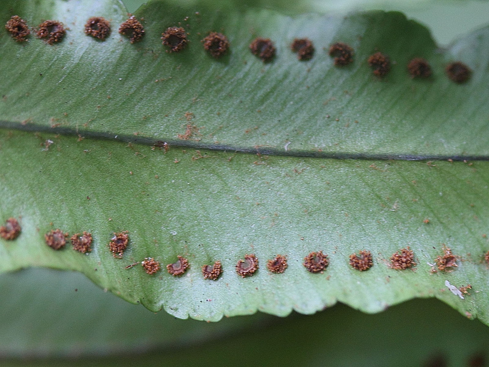 nephrolepis_exaltata4md