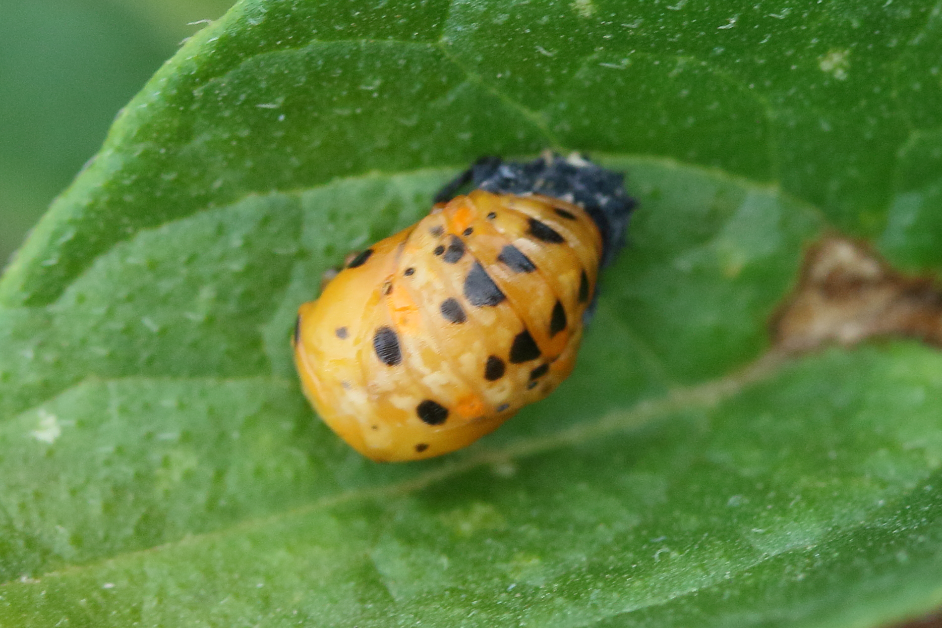 Afficher le média harmonia_axyridis15md harmonia_axyridis15md