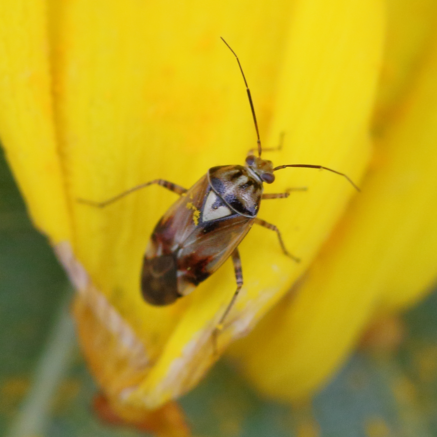 lygus_rugulipennis2md