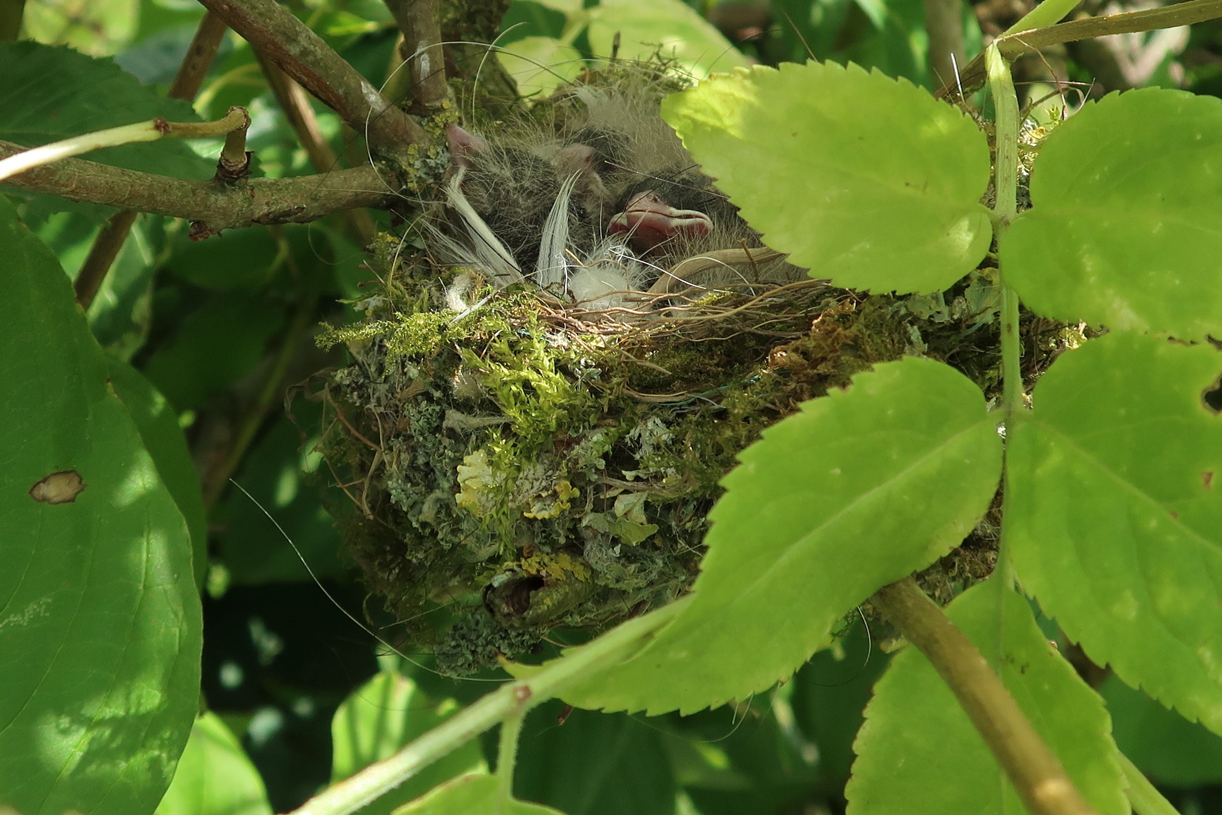 pinsin_des_arbres_-_fringilla_coelebs-nid1md