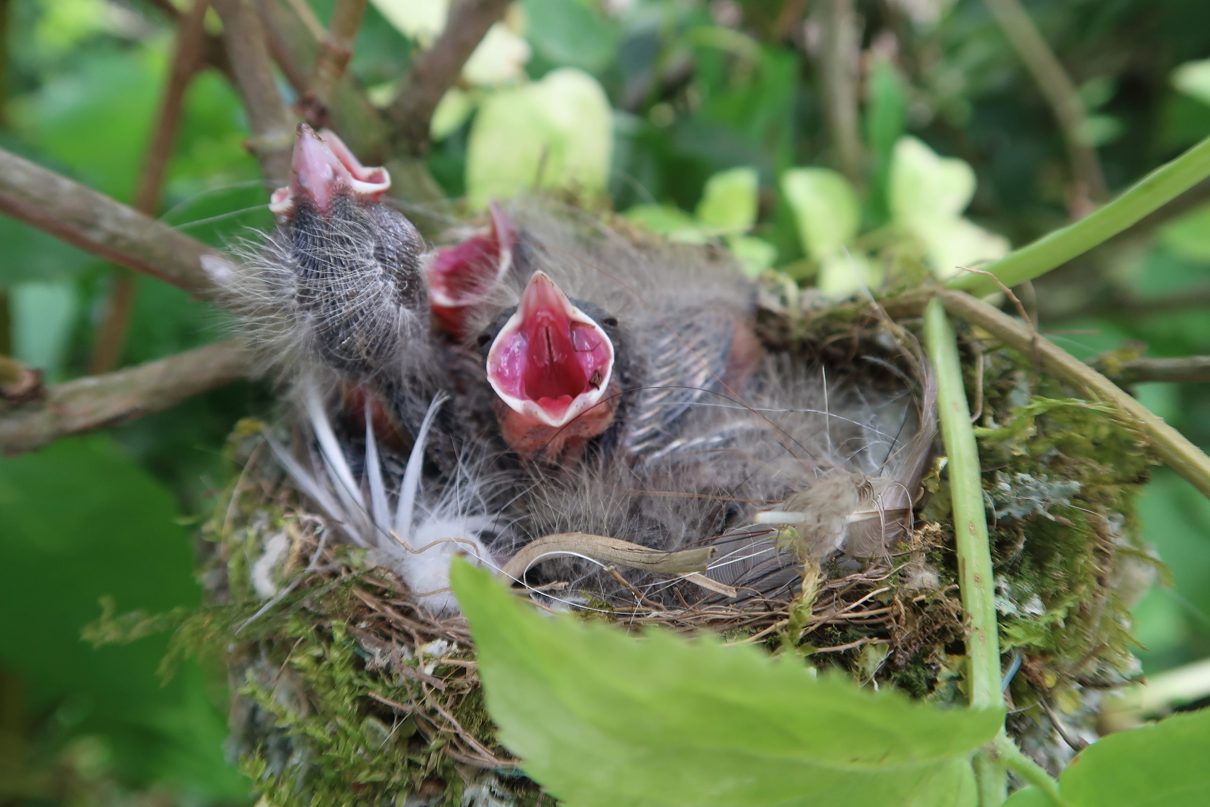 pinson_des_arbres_-_fringilla_coelebs8md