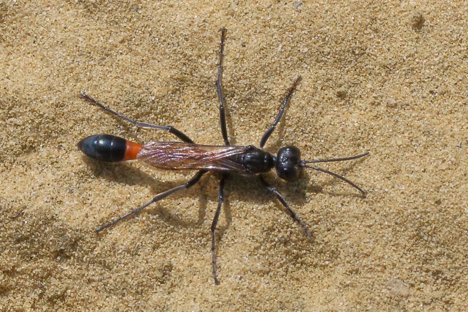 ammphila_sabulosa3md