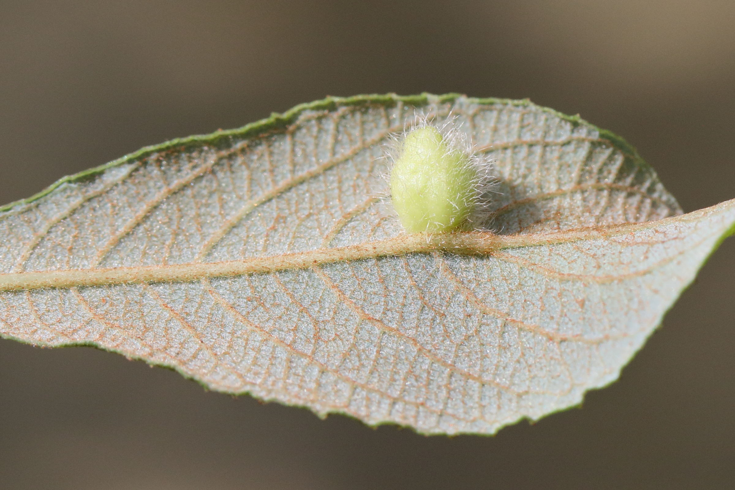 euura_saliciscinereae_galle4md