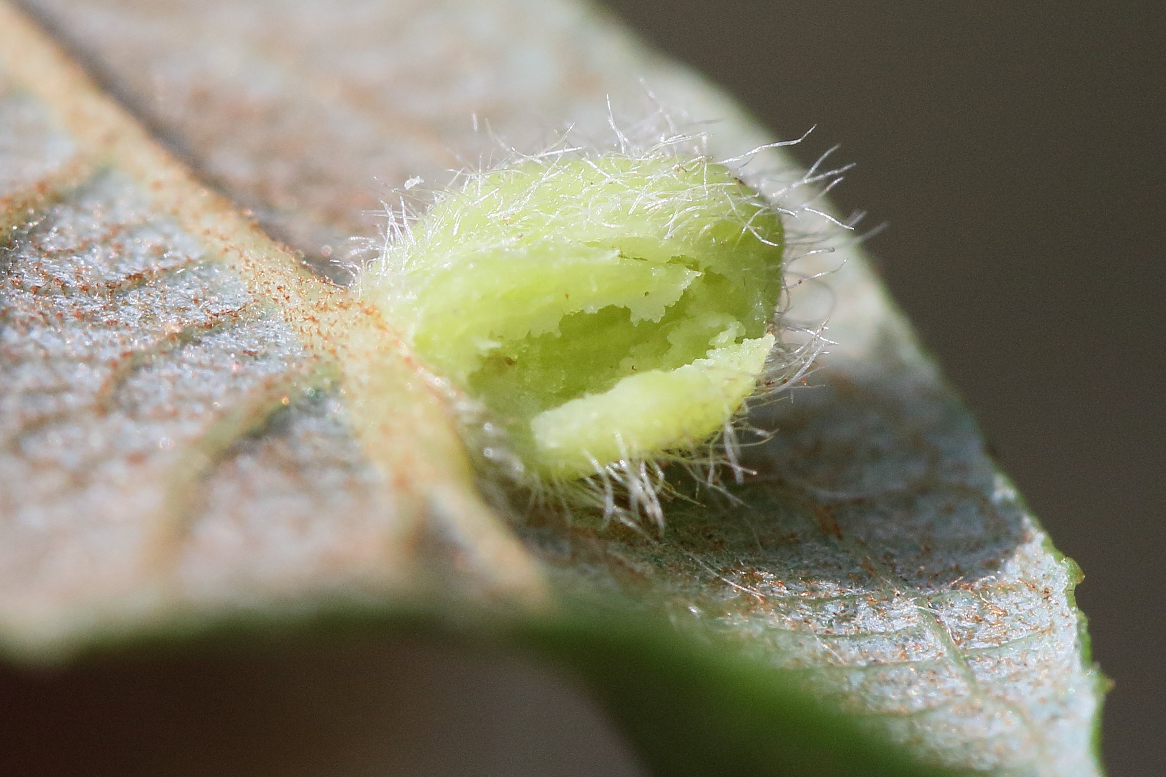 euura_saliciscinereae_galle5md