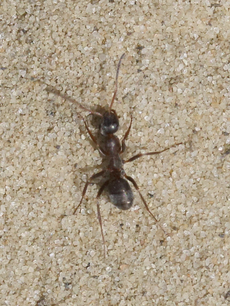 lasius_niger2md