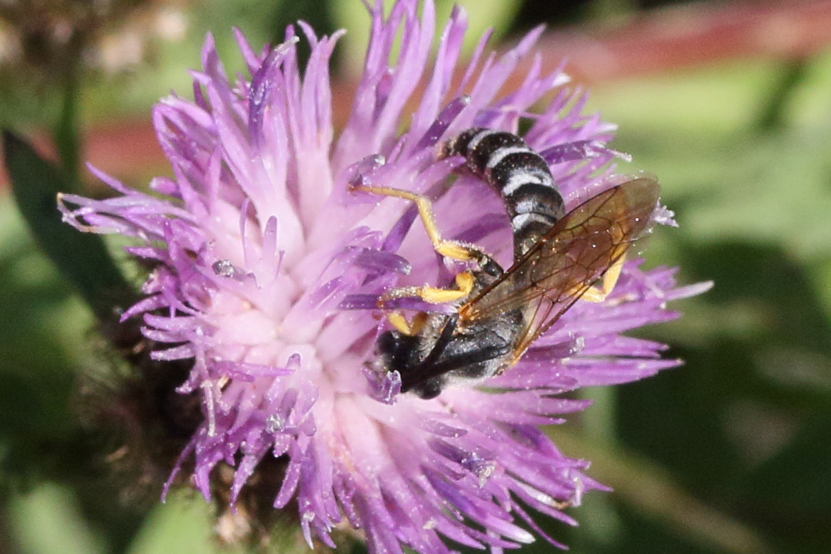 halictus_scabiosae1md