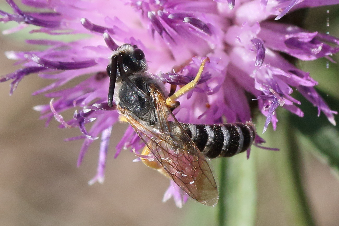 halictus_scabiosae2md