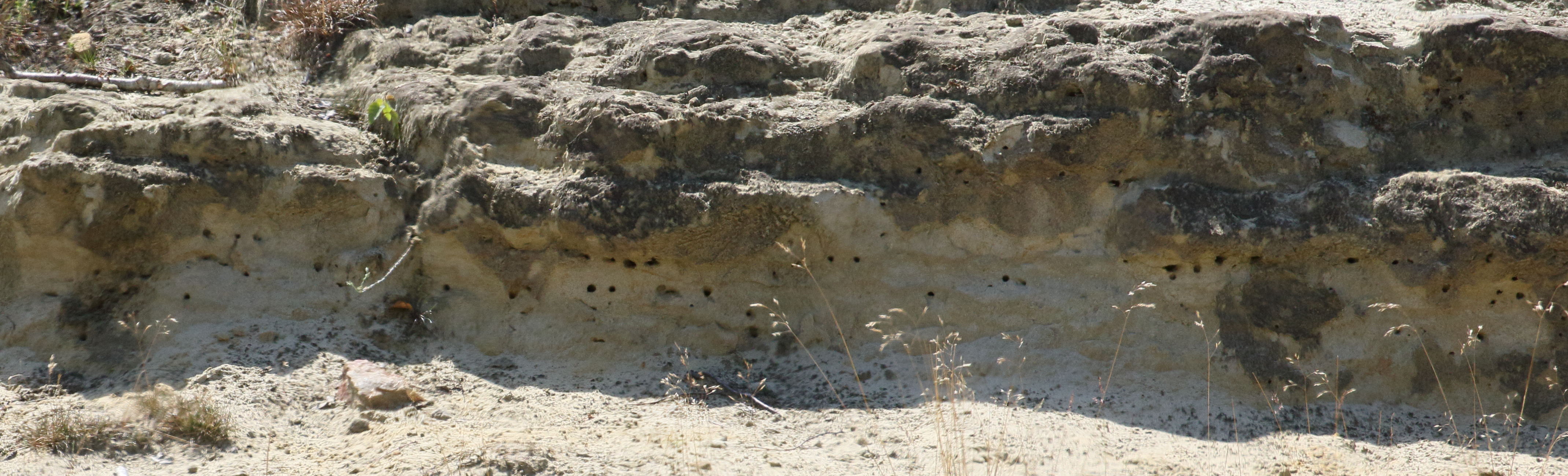 hirondelle_de_rivage_-_riparia_riparia3bd