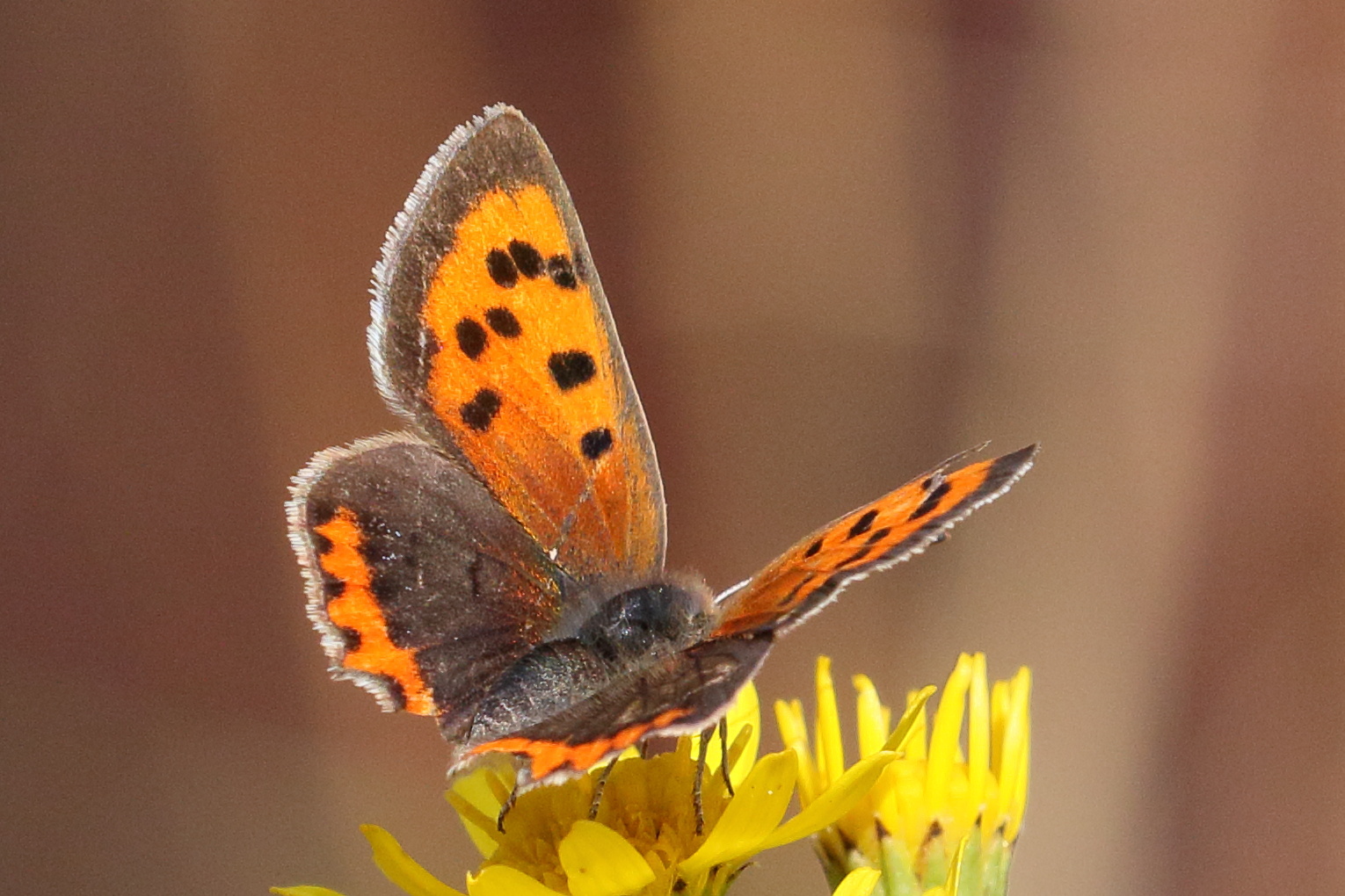 lycaena_phlaeas6bd