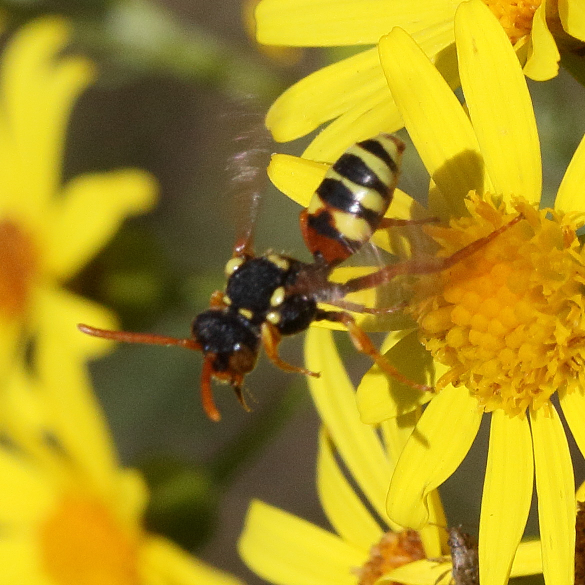 nomada_fucata1md