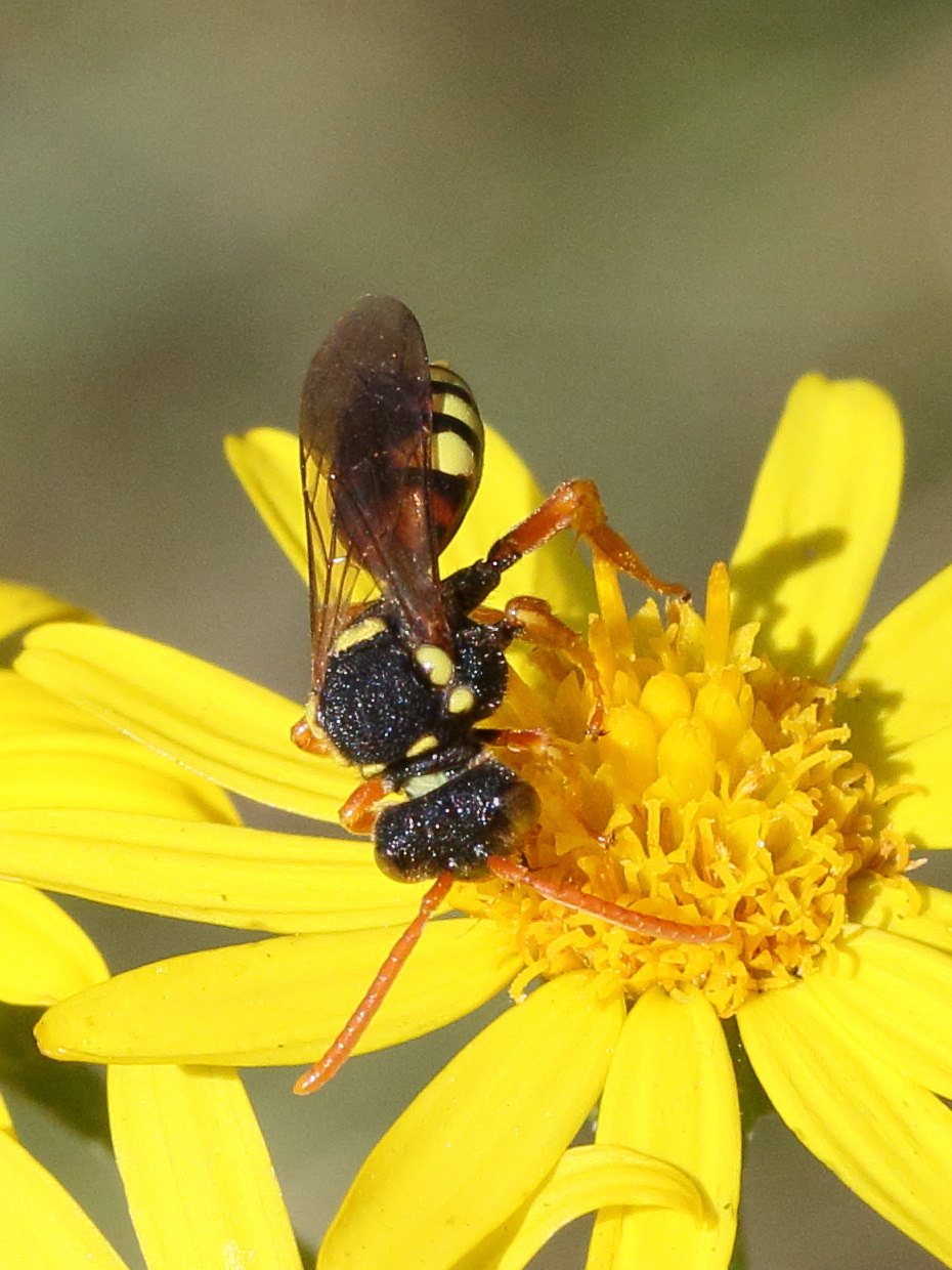 nomada_fucata2md