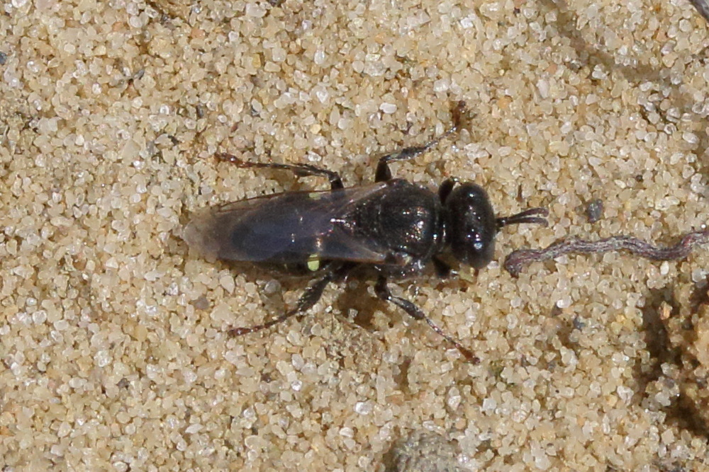 oxybelus_bipunctatus1md