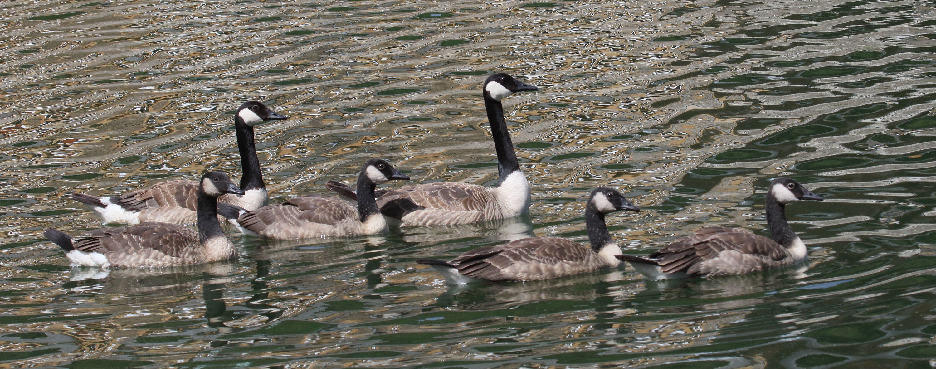 bernache_du_canada_-_branta_canadensis8md
