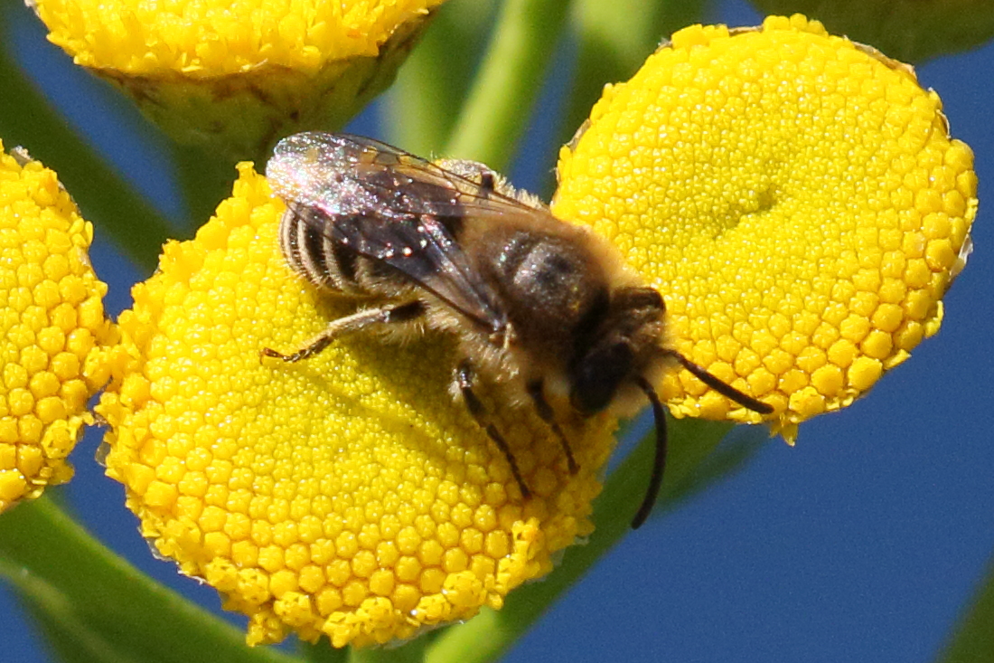 colletes_cf_similis1bd