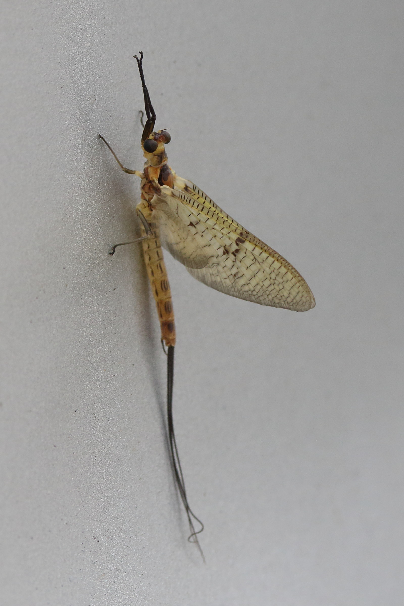 ephemera_glaucops1md