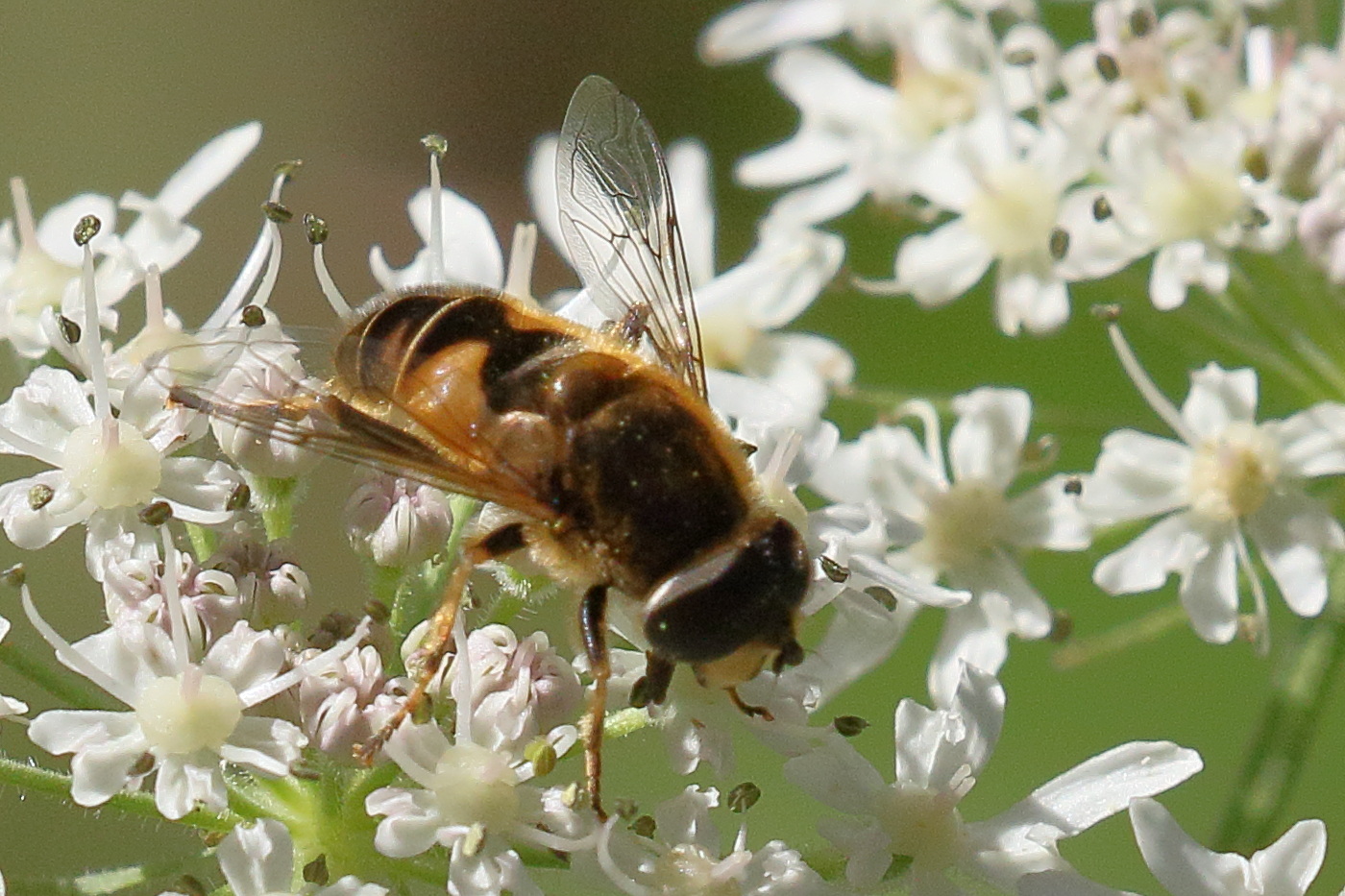 eristalis_nemorum6md