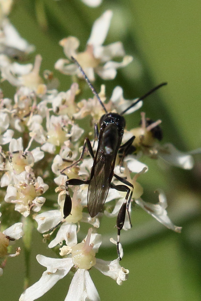 Afficher le média gasteruption_jaculator2md gasteruption_jaculator2md