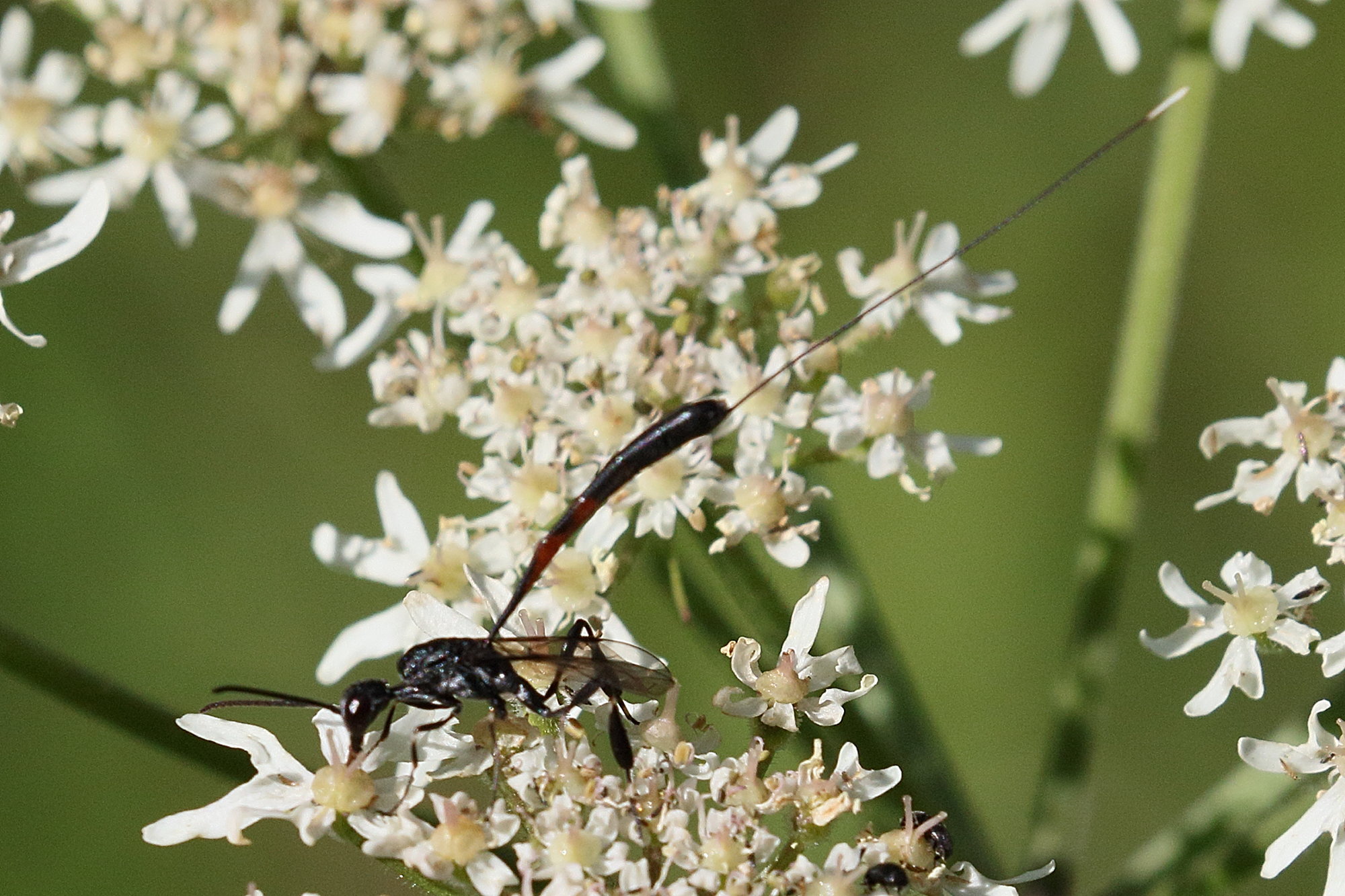 Afficher le média gasteruption_jaculator3md gasteruption_jaculator3md