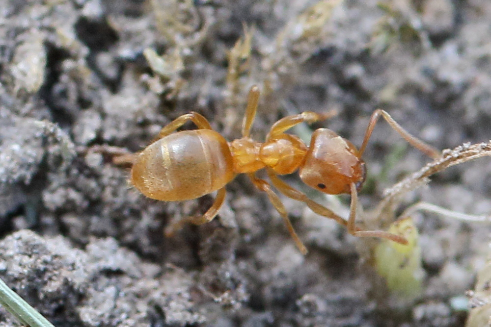 lasius_flavus4md