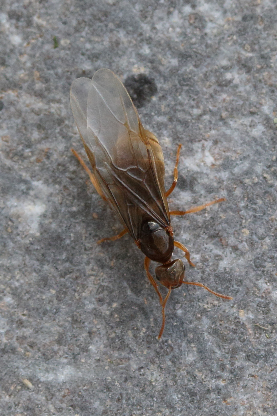 lasius_flavus6md