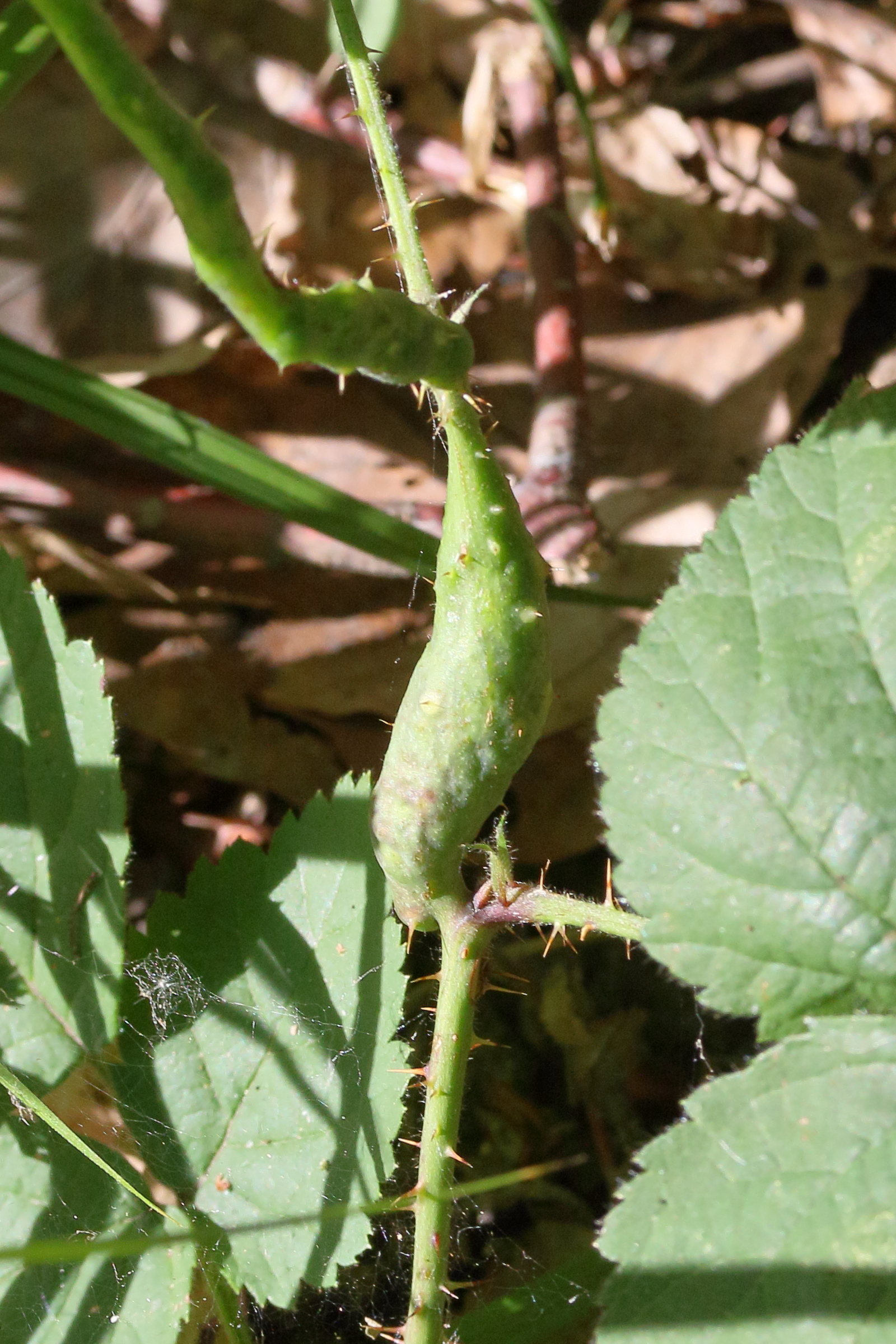 diastrophus_rubi_galle1md