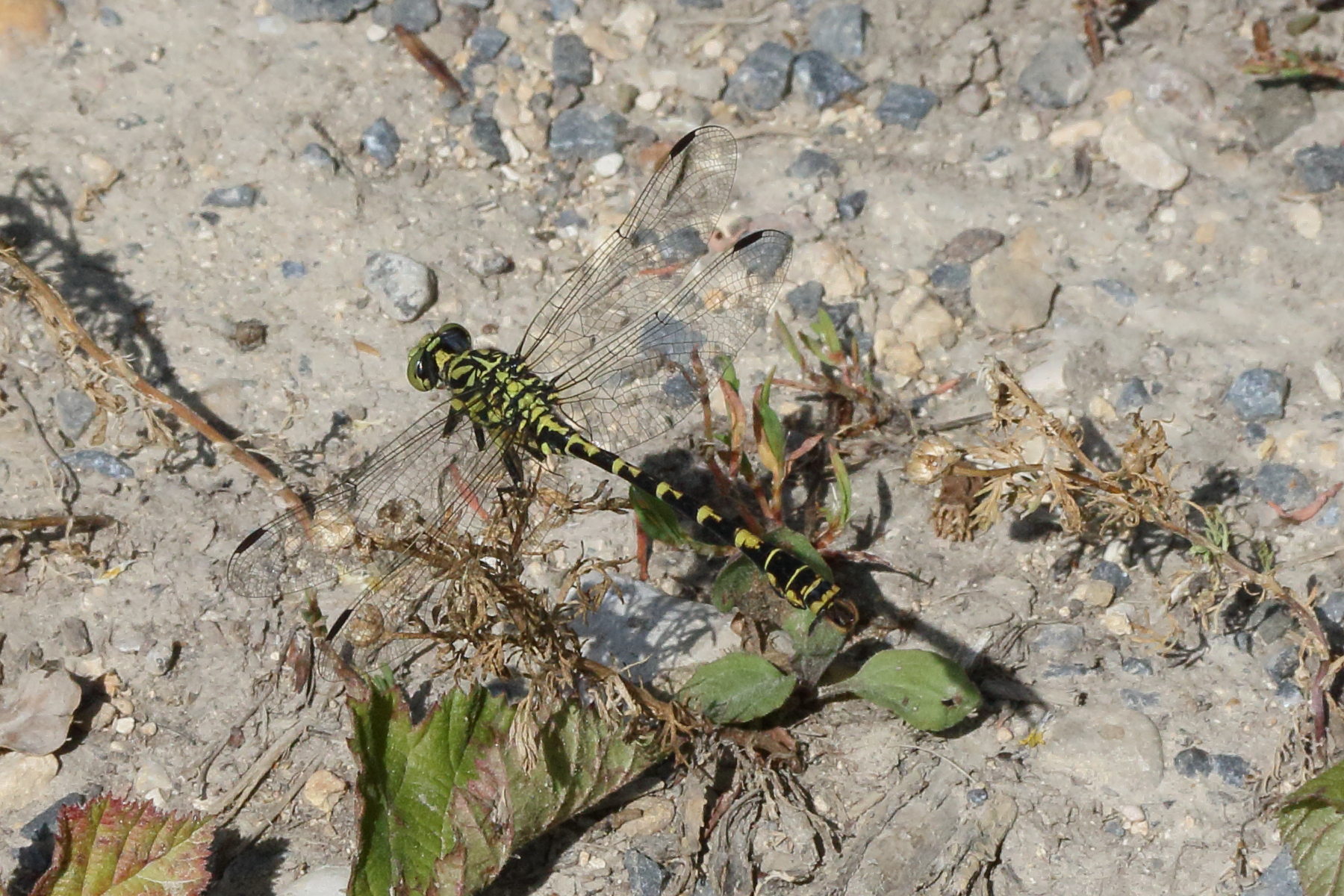 onychogomphus_forcipatus9md