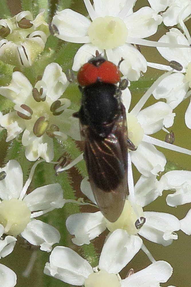 chrysogaster_solstitialis1md