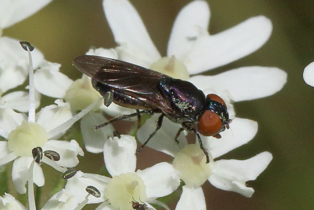 chrysogaster_solstitialis2md