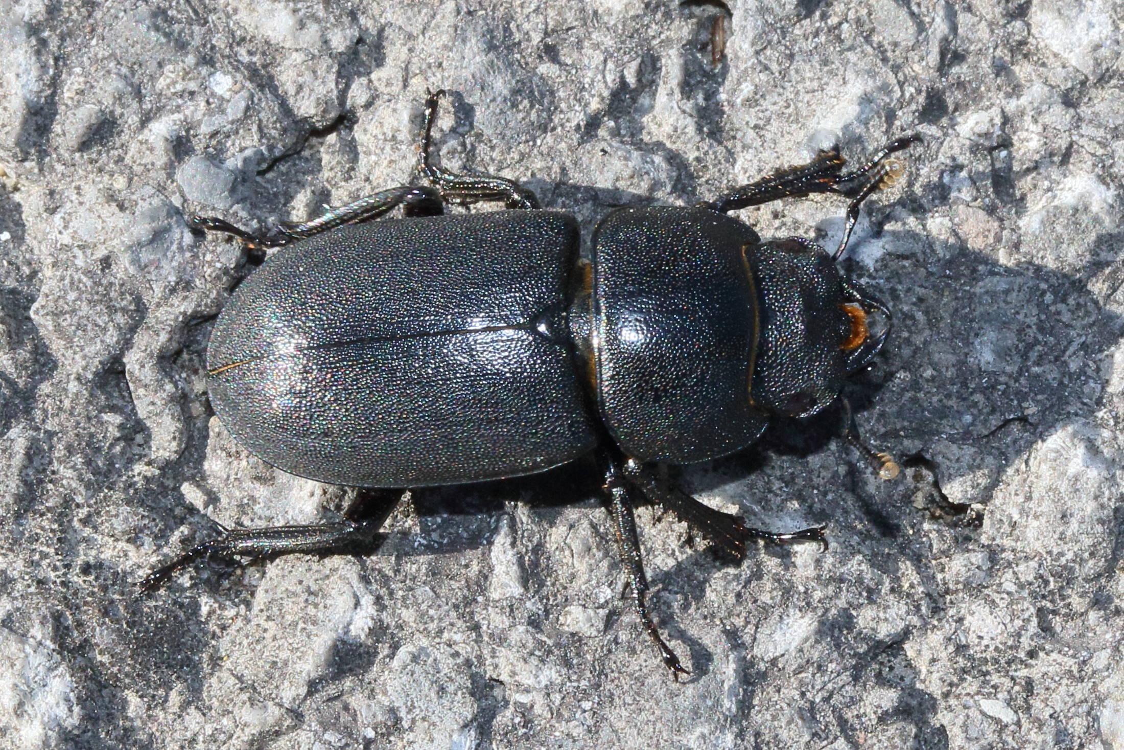 dorcus_parallelipipedus7md