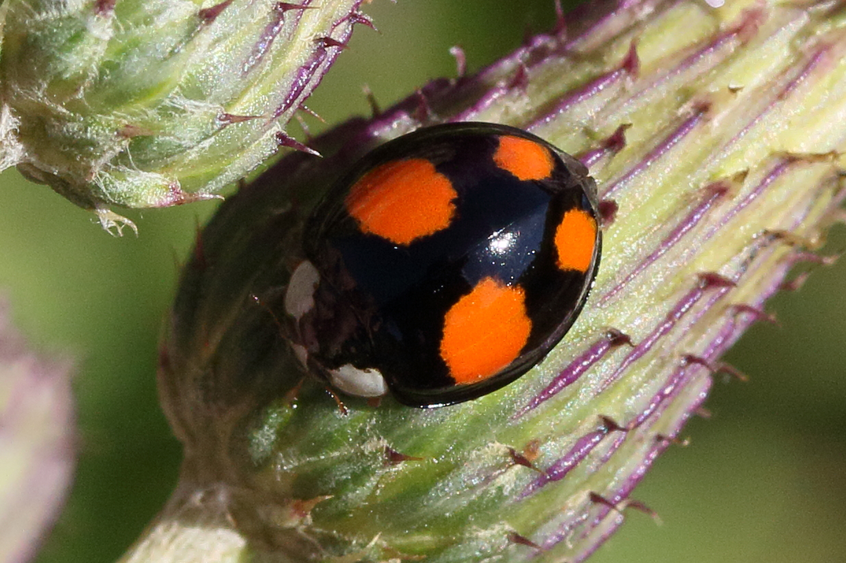 Afficher le média harmonia_axyridis16md harmonia_axyridis16md