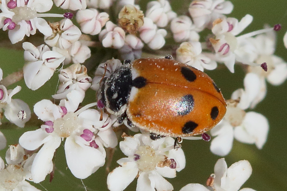 Afficher le média hippodamia_variegata8md hippodamia_variegata8md